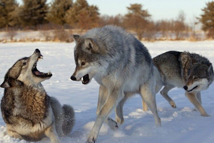 У Луцькому районі зграя вовків загризла шістьох собак   
