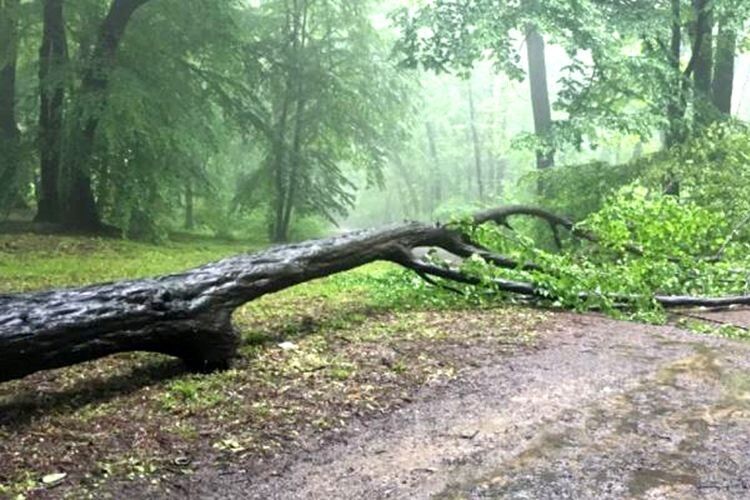 У Львові дерево вбило двох закоханих