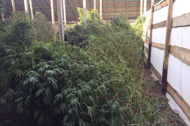 Хоч корову годуй – вилучено 5 тонн нарковмісних конопель!