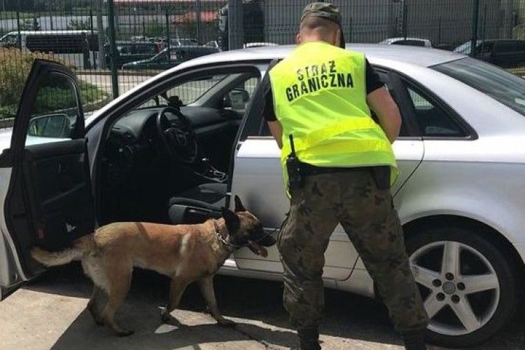 У Польщі службовий пес знайшов гашишу на 2 мільйони злотих (фото, відео)