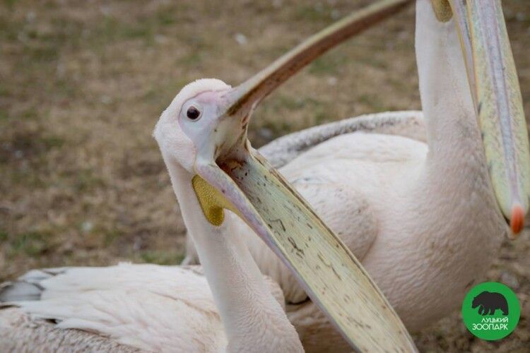 Конфісковану у браконьєрів рибу передали мешканцям Луцького зоопарку