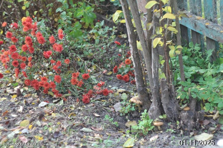 «Волинський Гіннесс» назбирав у своєму квітнику… пакет опеньок!