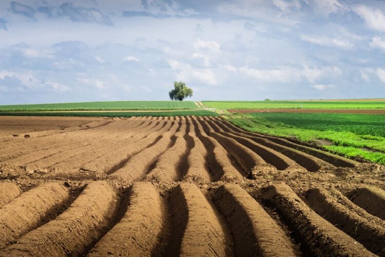 Українцям пояснили, як найліпше купити землю