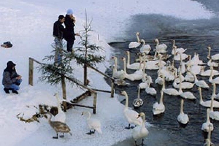 ФОТО НА КОНКУРС: лебедина довіра