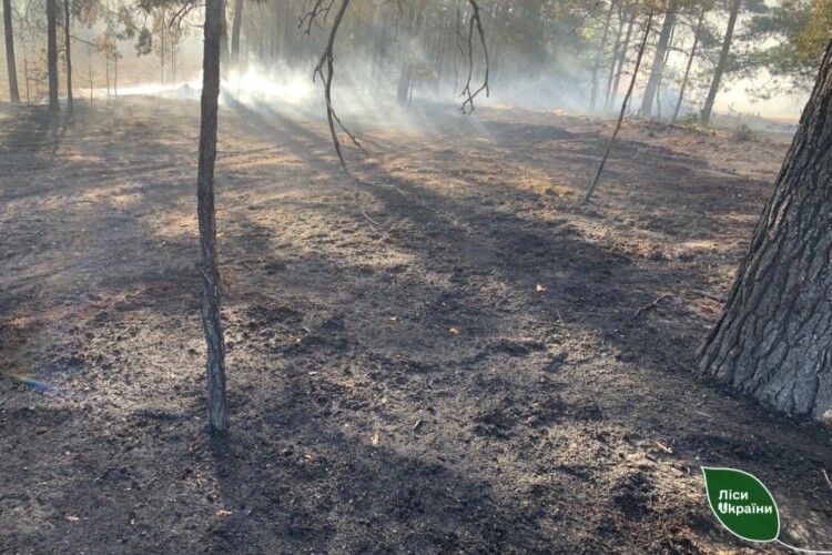 На Рівненщині внаслідок падіння ворожого дрона загорівся ліс