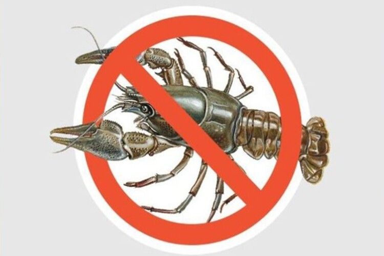 На водоймах Волині розпочинається заборона на вилов раків