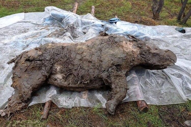 В Якутії знайшли рештки волохатого носорога, який жив десятків тисяч років тому (Відео)