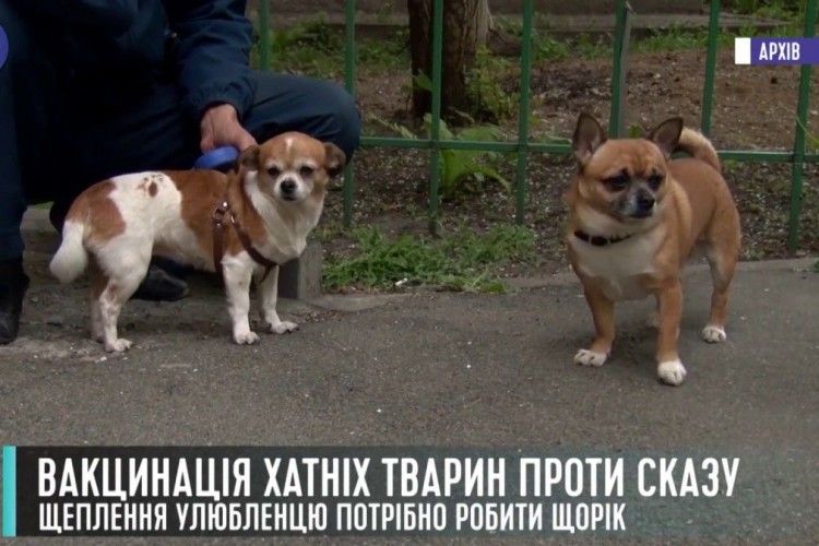 На Волині вакцинують домашніх тварин