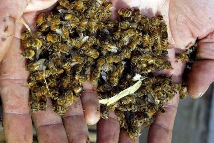 На Горохівщині в господаря масово вимерли бджоли