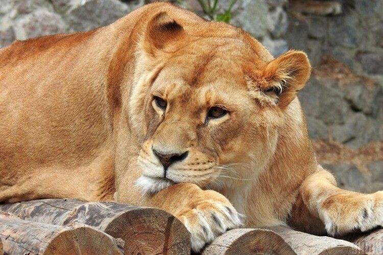 В зоопарку Барселони лев і три левиці підхопили коронавірус