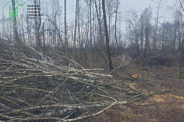 Понад мільйон гривень збитків: на Волині виявили масову вирубку дерев