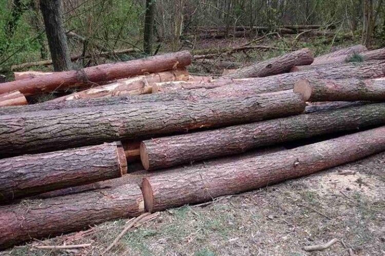 Локачинські поліцейські впіймали крадія лісу