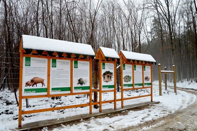 Вепрячий рай під Ківерцями створили лісівники Волині (Фото)