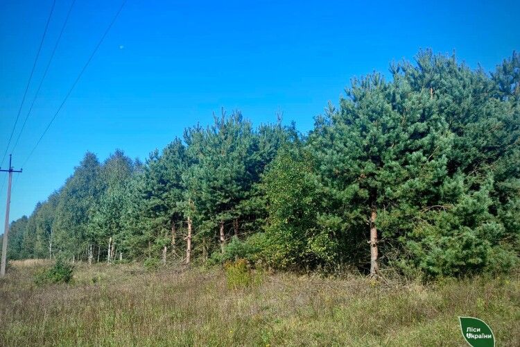 Самосійні насадження на Волині починають набувати статусу державних лісів