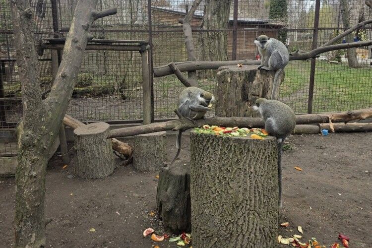 У Луцькому зоопарку нові ціни на вхідні квитки