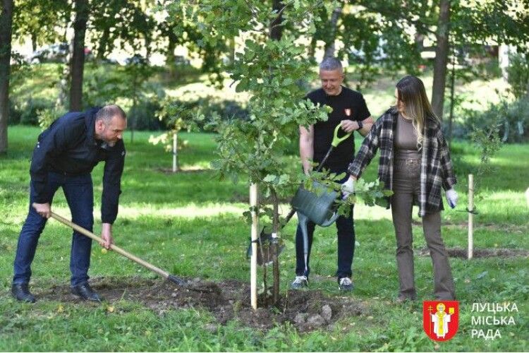 У Луцьку в центральному парку висадили дубовий гай (Фото)