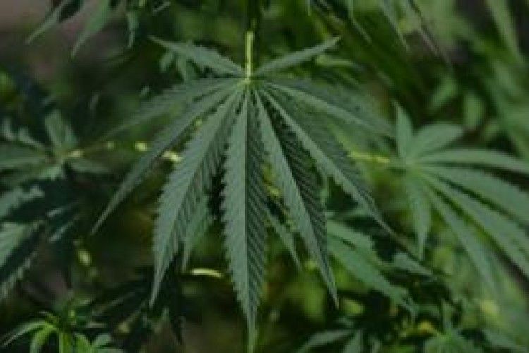 В Канаді з’явилася вакансія дегустатора коноплі. Яка зарплата?