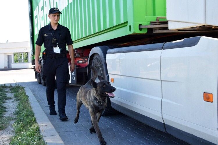 Чотирилапа помічниця волинських прикордонників блискавично шукає наркотики (Фото)