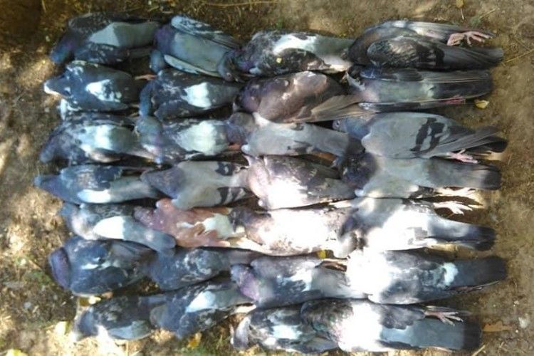 У центрі Одеси масово отруїли голубів