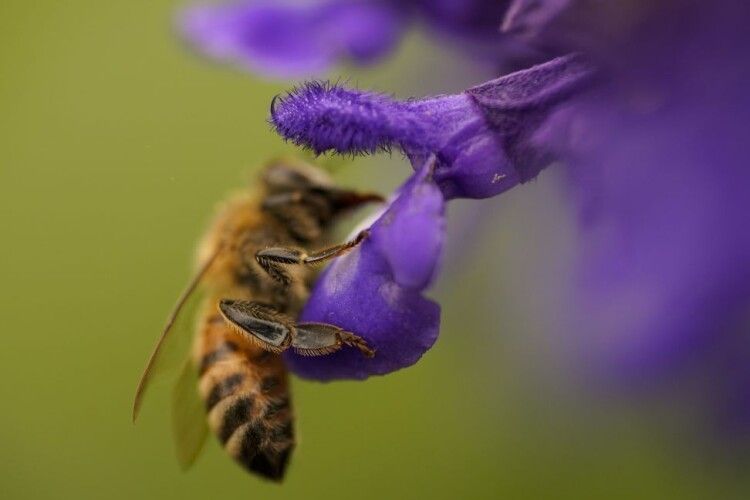 На Закарпатті двоє чоловіків померли через укуси комах