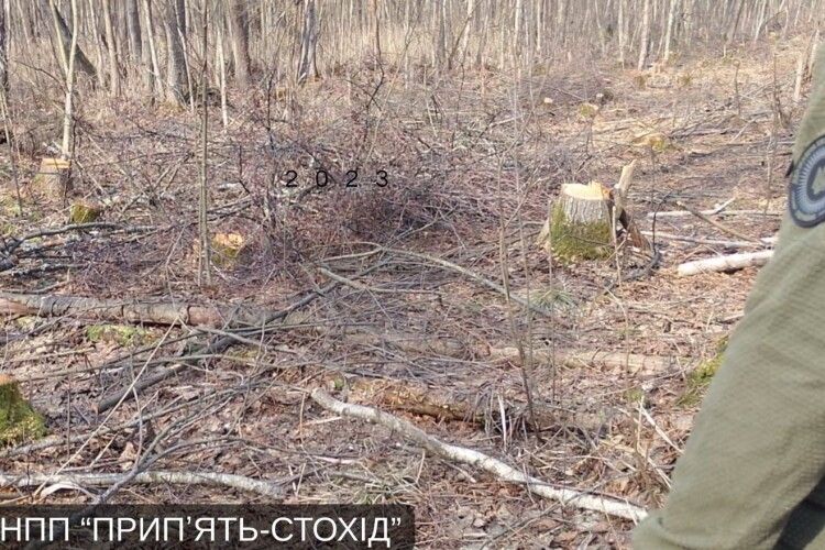 У нацпарку на Волині «чорні лісоруби» знищили понад 300 дерев 