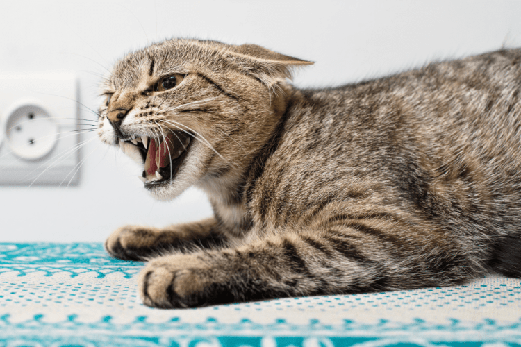 У селі на Волині виявили сказ у домашнього кота