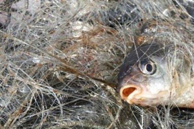На Волині у заказнику «Оріхівський» викрито рибних браконьєрів із забороненими сітками