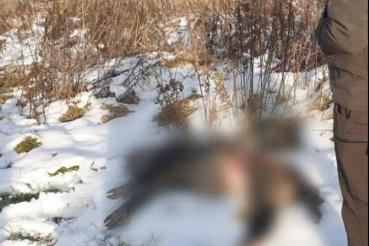 На Волині покарали браконьєра за полювання на дикого кабана