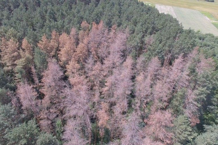 8% волинських лісів уражені шкідниками