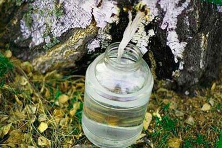 Правила збору березового соку на Волині