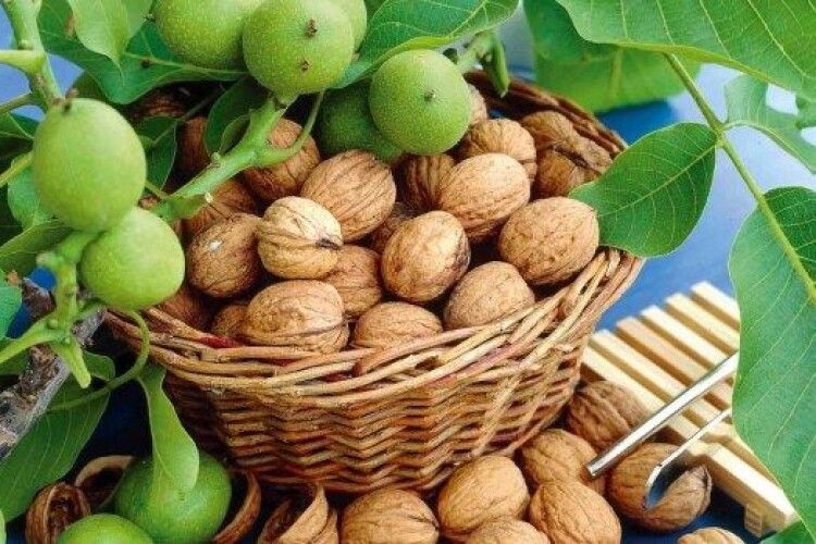 Про український горіх заговорить світ