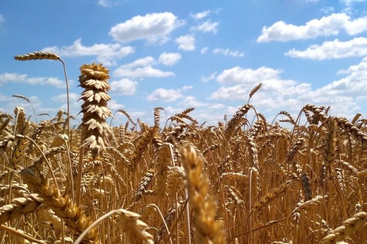 Прогнозують зростання врожаю зернових в Україні