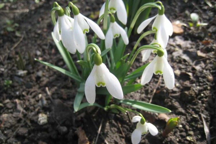 Якою буде погода до кінця тижня на Волині