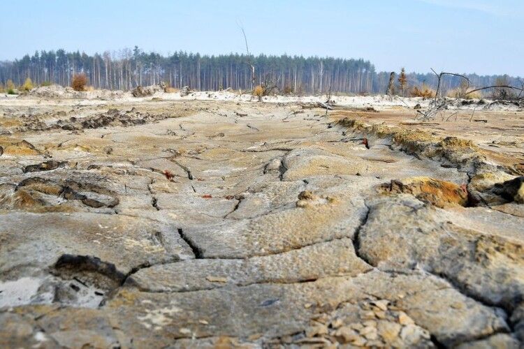Поліщуки 5 тисяч гектарів лісу перетворили на пустелю (Відео)