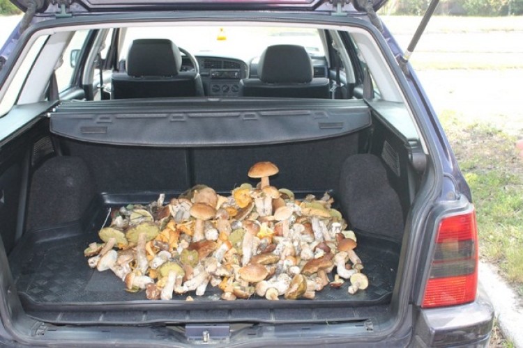 Назбирав грибів... повен багажник