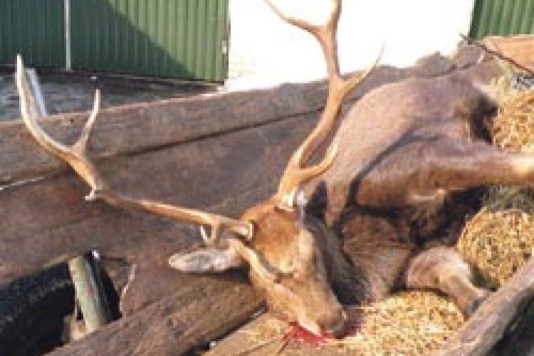 ЖОРСТОКА РУКА БРАКОНЬЄРА ПІДНЯЛАСЬ НА КРАСЕНЯ-ОЛЕНЯ