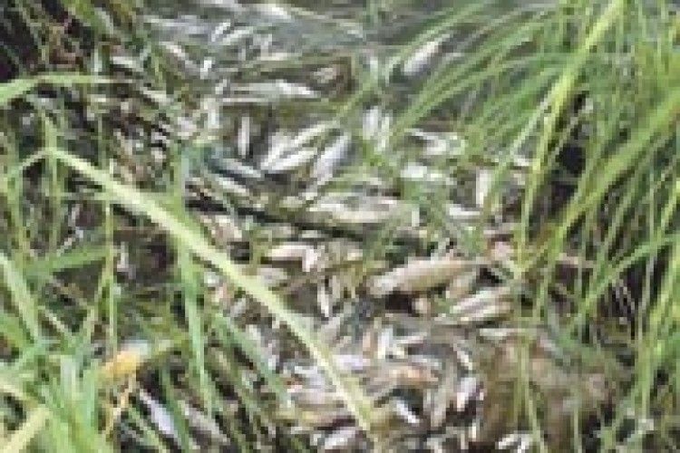 ЗНОВУ ОТРУЇЛИ РИБУ В ТУРІЇ