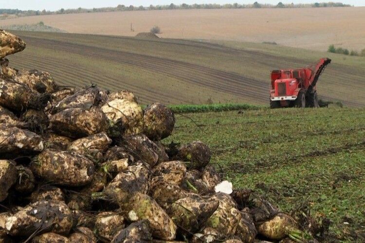 На Волині вже викопали буряки на більшості площ 