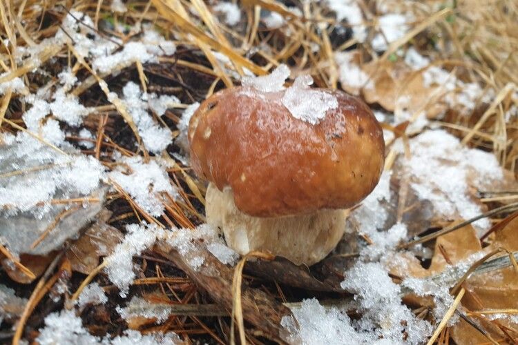 Волинські грибники чхати хотіли на зиму: впольовують «білих» просто з-під снігу