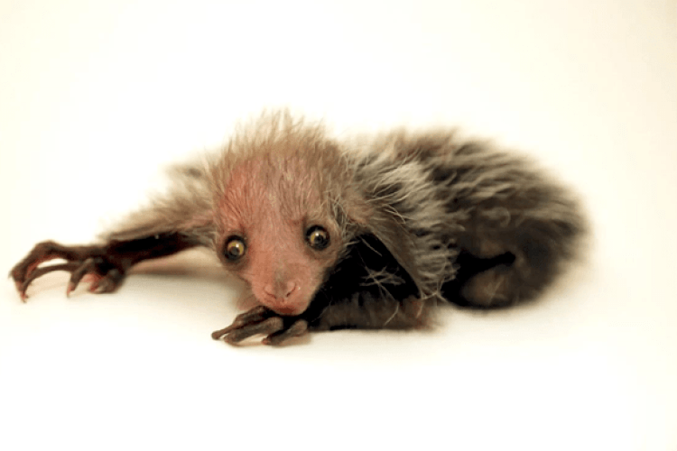 Народилася руконіжка з Мадагаскару... І це — не жарт!