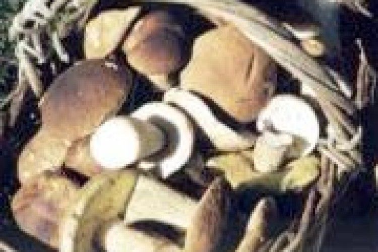 ВІД ЛІСОВИХ ДАРІВ — МАЛІ ПРИБУТКИ