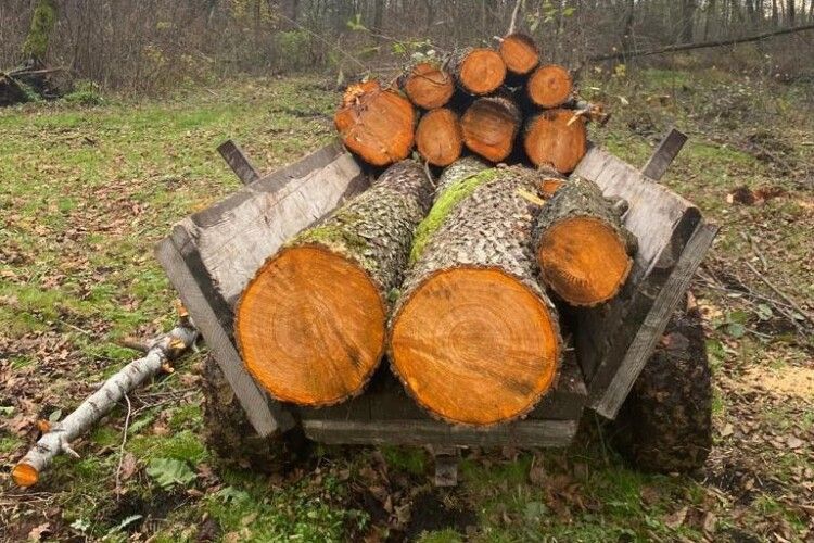 Волинянин крав дрова на території природно-заповідного фонду