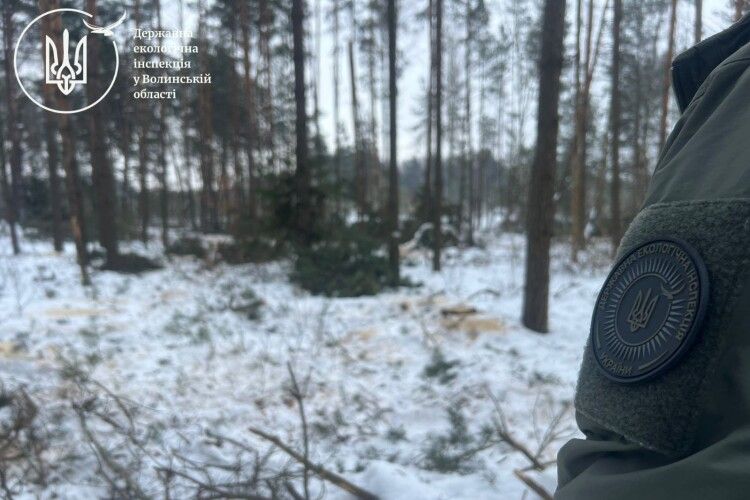 На Волині зрубали 99 сосен на суму у понад 1,27 мільйона гривень