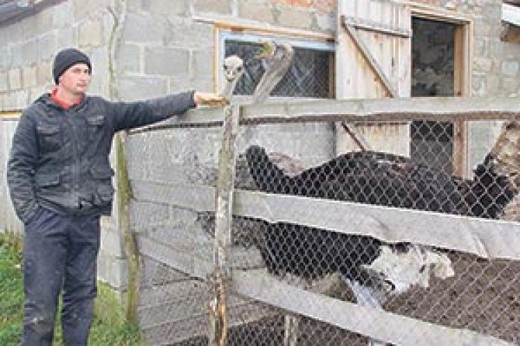 ВОЛИНСЬКИХ МОРОЗІВ «АФРИКАНЦІ» НЕ БОЯТЬСЯ