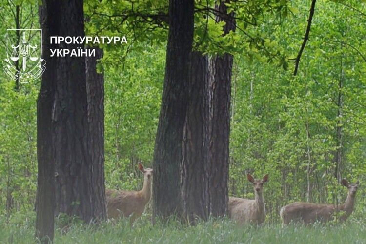 Волинська прокуратура врятувала 70 га заповідного парку