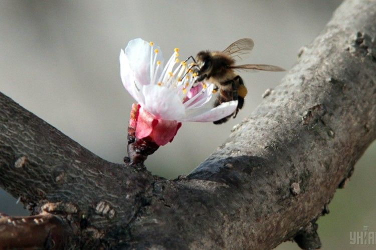 «Щоб гули в Євросоюзі бджоли!»: планують заборонити шкідливу для «божих комах» хімію  