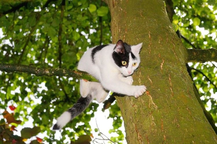 На Рівненщині рятувальники зняли з дерева кота