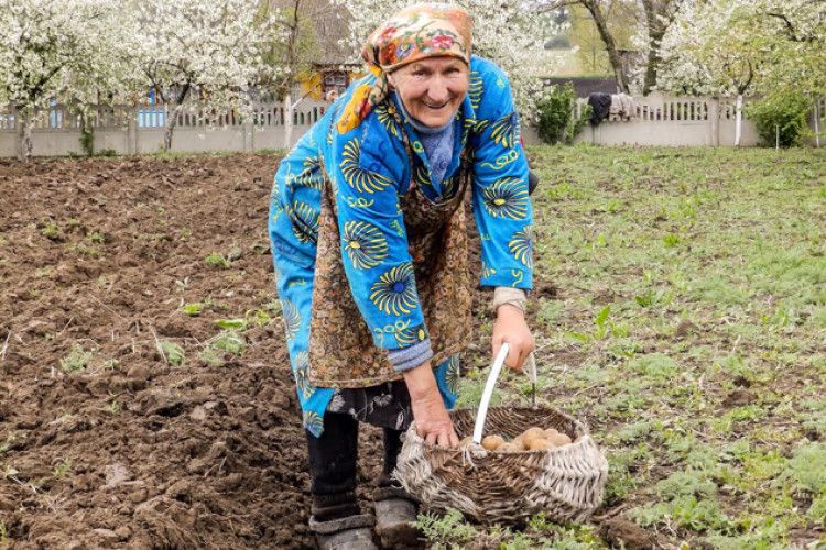 Пролетарів усіх волинських полів поєднала таки бараболя! (Фоторепортаж)