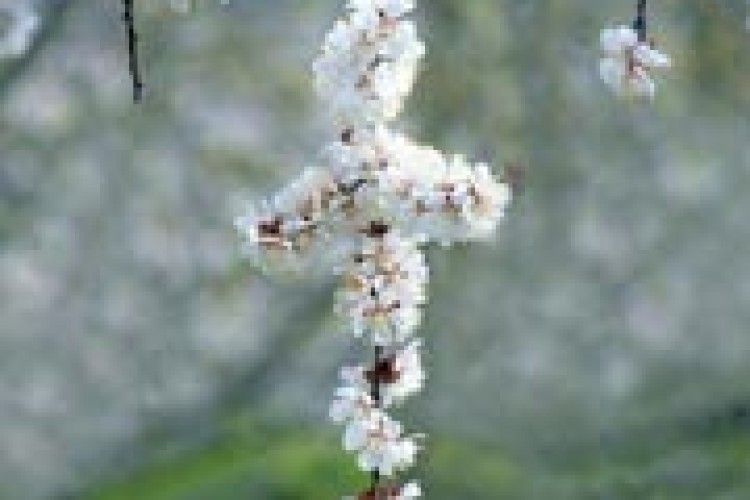 КАЛЕНДАР: прийшла Вербниця — назад зима не вернеться