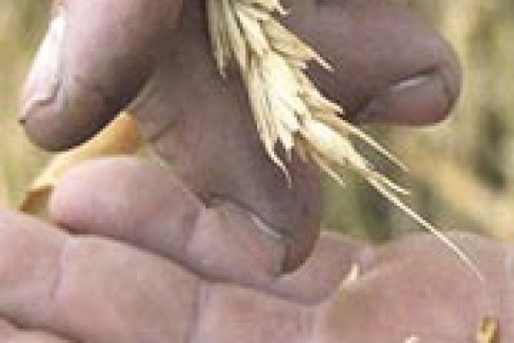 ЧОМУ МИ ШУКАЄМО ЯКІСНЕ НАСІННЯ ЗА КОРДОНОМ?